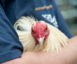 Rooster from a cockfighting raid