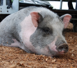 Spotted pig