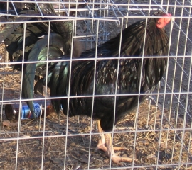 Combating Cockfighting with Investigations, Advocacy, and Training