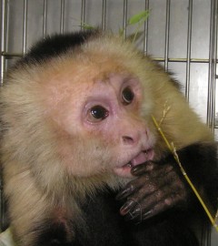 Charlie the capuchin monkey