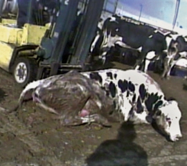 Downer cow abuse revealed by HSUS investigation