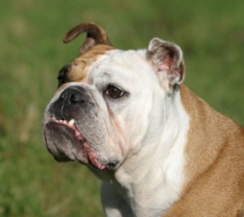 Bulldogs’ Vet Bills and the Need to Put Dog Welfare First