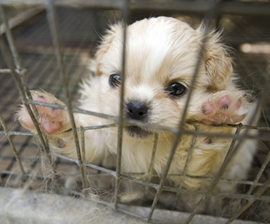 The HSUS rescues thousands of dogs from puppy mills and other cruelty