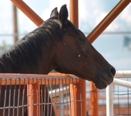 Urgent Action Needed to Save American Horses from Slaughter