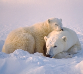 Two polar bears on snow