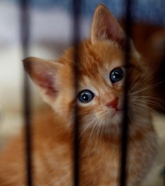 Orange kitten in a crate