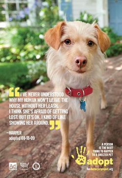 New PSAs Get the Word Out for Shelter Pets · A Humane World