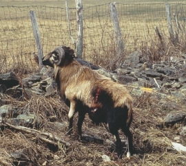A ram wounded by an arrow at a captive hunt operation