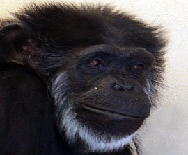 Flo the chimpanzee at Alamogordo Primate Facility