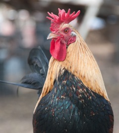 Rooster at Galveston County, Texas raid in December 2011