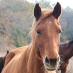 Talk Back: Victories and Continuing the Fight against Horse Slaughter