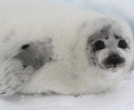 Seals on Thin Ice: Canada’s Slaughter Must Stop