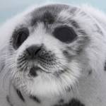 Baby harp seal