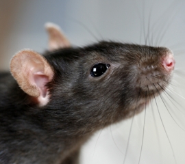 Brown rat closeup