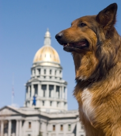 Find Out Where Your State Stands for Animals
