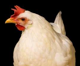 Help Our Feathered Friends: Hen Bill Introduced in U.S. Senate