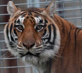 Rescued tiger at Black Beauty Ranch