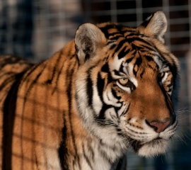 Rescued tiger at Cleveland Amory Black Beauty Ranch in Texas