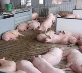 Pigs in group housing