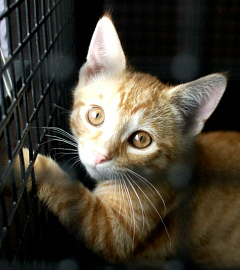 Orange kitten in an animal shelter
