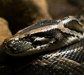 Burmese python - William Warby via Flickr