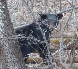 Black bear in Shenandoah National Park