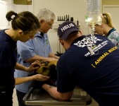 Dog rescued after Kentucky tornado - Photo by Frank Loftus/The HSUS