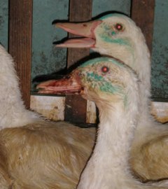 Force-Feeding Ducks for Foie Gras is Unconscionable Cruelty