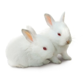 Help Us End Animal Testing for Cosmetics Worldwide