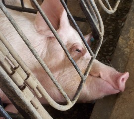 Breaking News: Nation’s Largest Grocery Chain Eliminating Gestation Crates