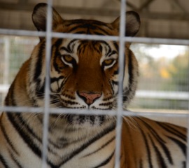 Tiger at GW Exotic Animal Park in Oklahoma