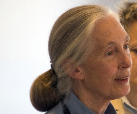 Jane Goodall’s Extraordinary Dedication for Animals