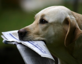 Yellow dog with newspaper in mouth
