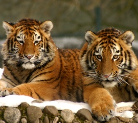 Tiger cubs in snow