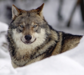 Gray wolf in   snow