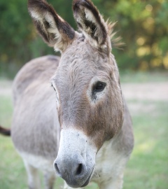 Texas Suspends Killing of Feral Burros in Park