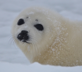 Urgent: Help Baby Seals Today