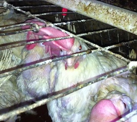 Hens in battery cages at Kreider Farms during an HSUS egg investigation