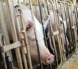 Breeding sow in a gestation crate at Wyoming Premium Farms