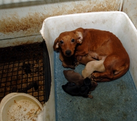 Dachshund with puppies at West Virginia puppy mill