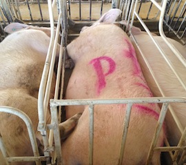 Pigs in gestation crates at Wyoming Premium Farms