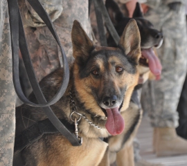 Canine Military Veterans Deserve the Best We Can Provide Them