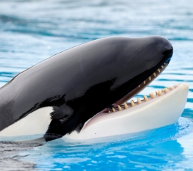 Orca closeup
