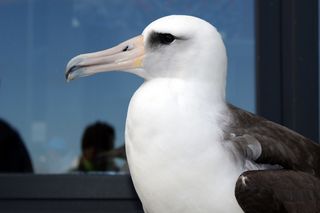 Makana, a rescued albatross at Monterey Bay Aquarium