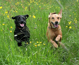 Dogs running in the grass