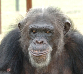 Chimpanzee at Black Beauty Ranch