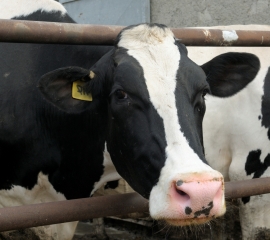 Black-and-white Holstein cow
