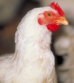 White chicken closeup