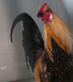 Rooster rescued from fighting in 2011