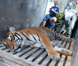 Tiger rescued from Collins Zoo in Mississippi